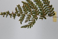 粗柄毛冷蕨藏品圖，第6張