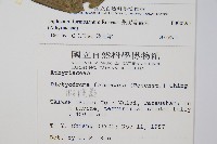 網脈雙蓋蕨藏品圖，第2張