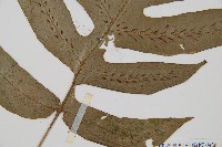 網脈雙蓋蕨藏品圖，第3張