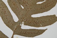 網脈雙蓋蕨藏品圖，第4張