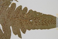 網脈雙蓋蕨藏品圖，第5張