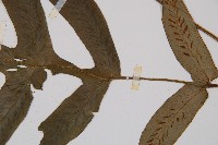 假腸蕨藏品圖，第3張