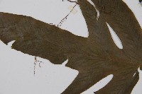 假腸蕨藏品圖，第4張