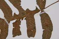 假腸蕨藏品圖，第3張