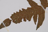 假腸蕨藏品圖，第4張