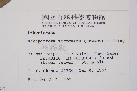 假腸蕨藏品圖，第2張