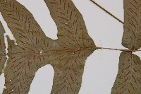 假腸蕨藏品圖，第3張