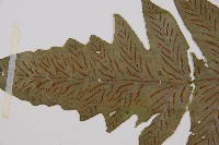 假腸蕨藏品圖，第4張