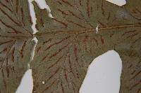 假腸蕨藏品圖，第5張