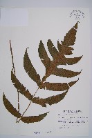 假腸蕨藏品圖，第1張