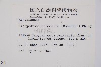 假腸蕨藏品圖，第2張