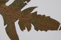 假腸蕨藏品圖，第4張