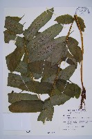 腸蕨藏品圖，第1張