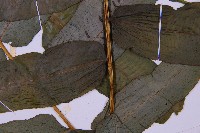 腸蕨藏品圖，第3張