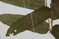 腸蕨藏品圖，第3張