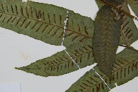 腸蕨藏品圖，第5張