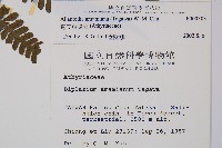 奄美短腸蕨藏品圖，第2張