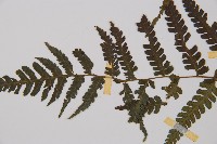 奄美短腸蕨藏品圖，第3張