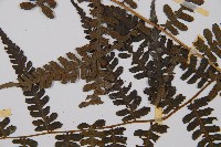 奄美短腸蕨藏品圖，第4張