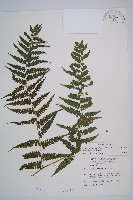 奄美短腸蕨藏品圖，第1張