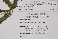 奄美短腸蕨藏品圖，第2張