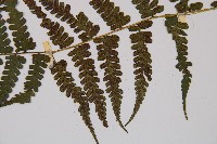 奄美短腸蕨藏品圖，第3張