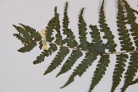 奄美短腸蕨藏品圖，第4張