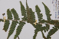 奄美短腸蕨藏品圖，第5張