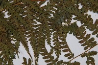 奄美短腸蕨藏品圖，第6張