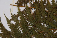 奄美短腸蕨藏品圖，第7張