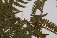 奄美短腸蕨藏品圖，第8張