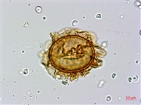 奄美短腸蕨藏品圖，第3張