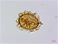 奄美短腸蕨藏品圖，第4張