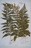 奄美短腸蕨藏品圖，第1張