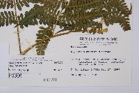 奄美短腸蕨藏品圖，第2張