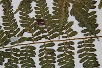 奄美短腸蕨藏品圖，第3張