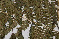 奄美短腸蕨藏品圖，第4張