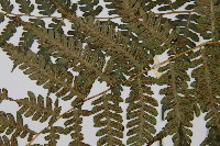 奄美短腸蕨藏品圖，第5張