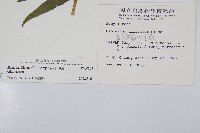 毛柄短腸蕨藏品圖，第2張