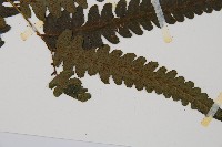 毛柄短腸蕨藏品圖，第3張