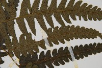 毛柄短腸蕨藏品圖，第4張