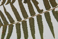 毛柄短腸蕨藏品圖，第5張