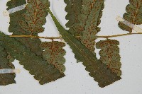 毛柄短腸蕨藏品圖，第4張