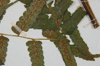 毛柄短腸蕨藏品圖，第5張