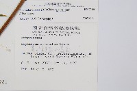 毛柄短腸蕨藏品圖，第5張