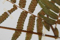 毛柄短腸蕨藏品圖，第6張