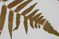 毛柄短腸蕨藏品圖，第7張