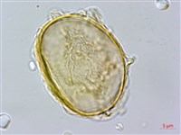 毛柄短腸蕨藏品圖，第2張