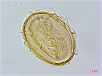 毛柄短腸蕨藏品圖，第3張