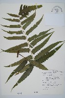 毛柄短腸蕨藏品圖，第1張